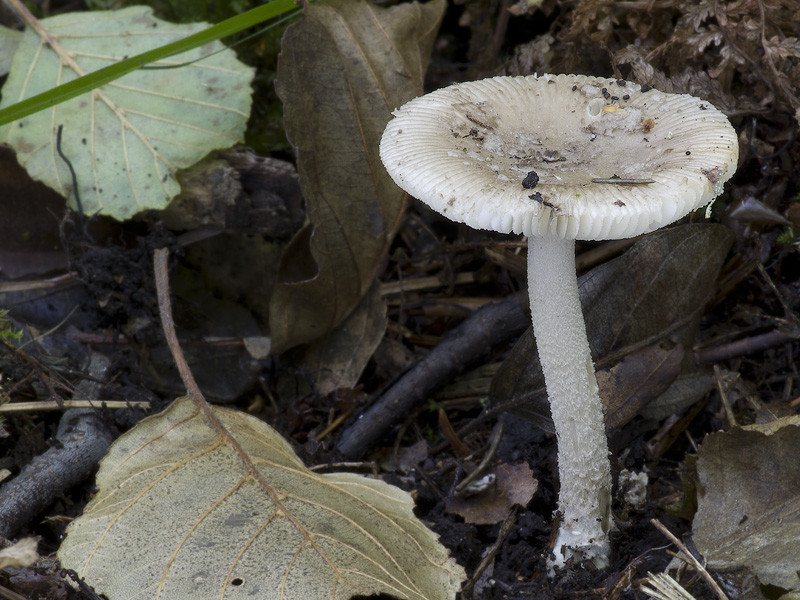 Amanita friabilis